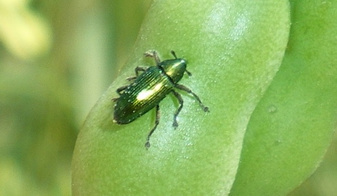 Piccoli curculionidae: Baris cuprirostris